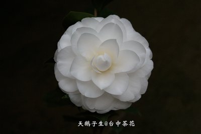 台中茶花-天鵝湖/子生阡插插 -(原棵茶花)- F78