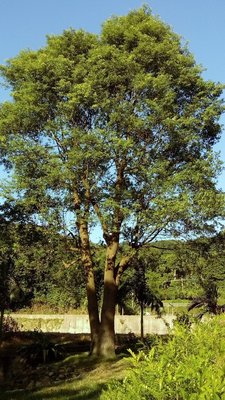 【竹林農莊】3尺老樟樹  ~ 已被收藏囉！