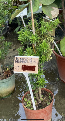 晶鑽羅漢松8吋盆裝 圓藝植物/綠色植栽。實物拍攝。高度。50公分限郵局或面交