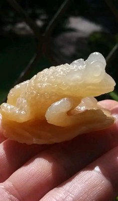 壽山石高山晶(荔枝凍)-荷葉蟾蜍，給懂石頭的玩家觀賞把玩，有雕刻過程喔