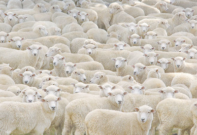 缺 M81-627 1000片迷你日本進口拼圖 動物 地獄挑戰 綿羊