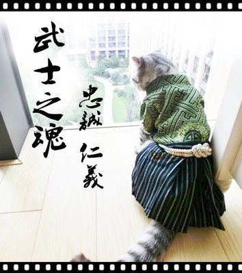 ۞芙芙遊樂園۞（現貨）2017新品 金吉拉波斯貓虎斑寵物 狗衣服 貓衣服寵物日本和服武士服三色
