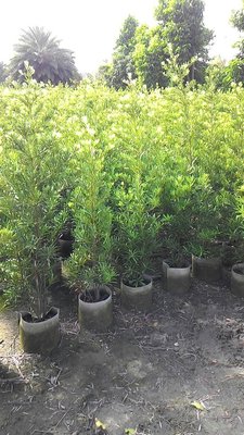 ╭☆東霖園藝☆╮優質樹種(蘭嶼羅漢松)羅漢松--大量供應中.7吋/120公分