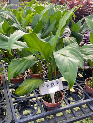 白鶴芋3 吋盆2023/10月實物拍攝室內植物 觀葉植物 綠化植物