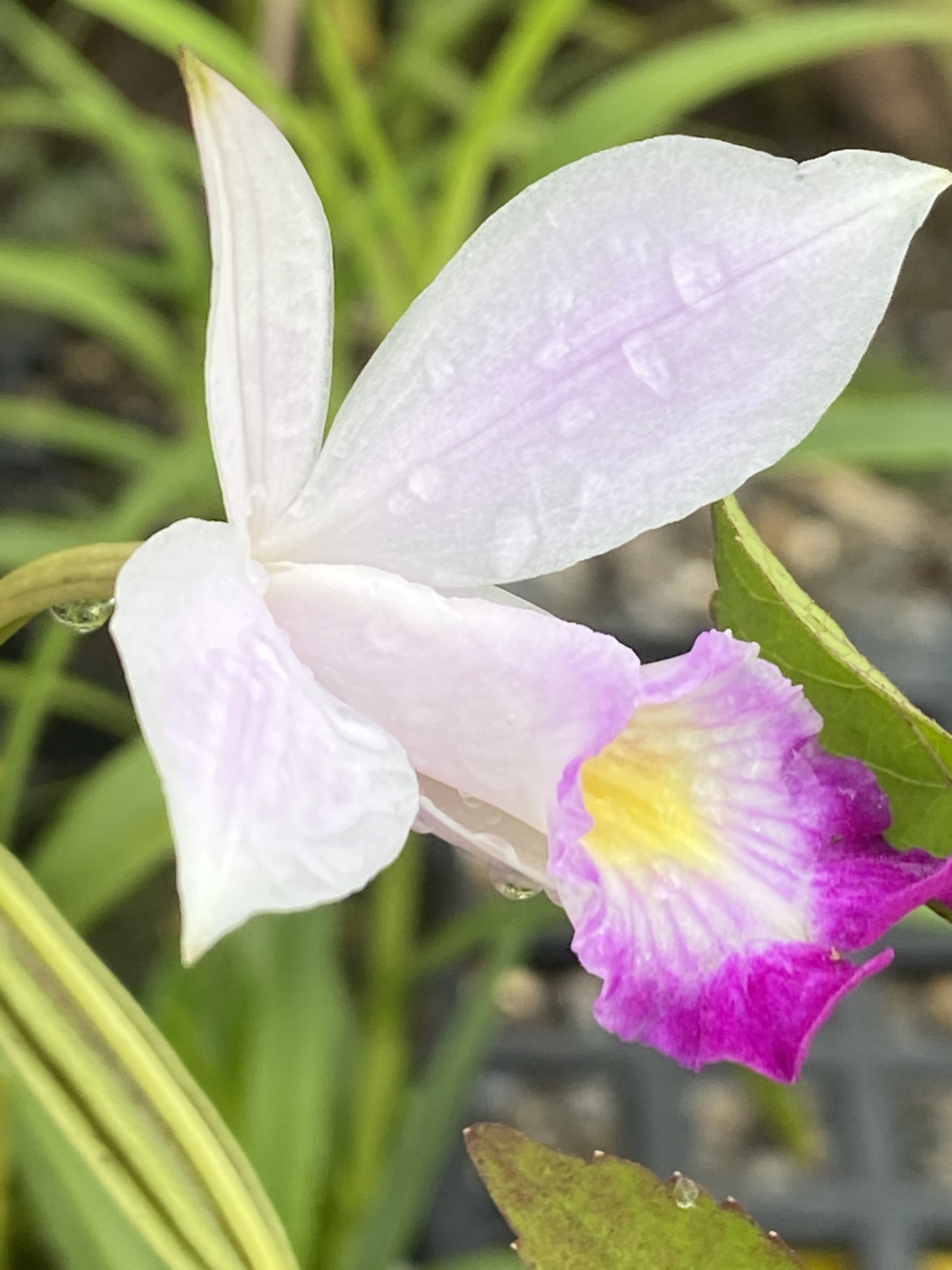 慕花坊二館台灣原生蘭竹葉蘭 鳥仔花 山荸薺 Yahoo奇摩拍賣