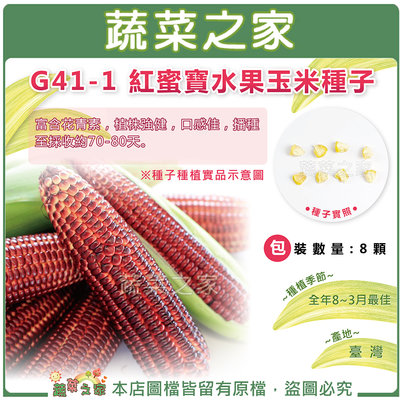 【蔬菜之家滿額免運】G41-1.紅蜜寶水果玉米種子8顆//富含花青素，植株強健，口感佳。