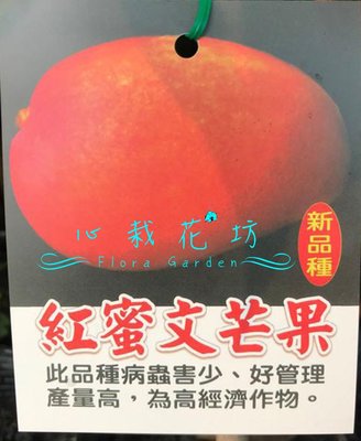 心栽花坊-紅蜜文芒果/4吋/水果苗/嫁接苗/芒果品種/售價300特價250