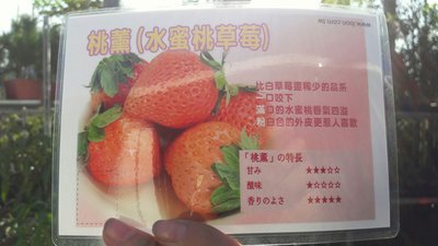 缺貨中-花花世界_水果苗--桃薰 水蜜桃草莓--最新品種/6吋盆/30-60cm/Ts
