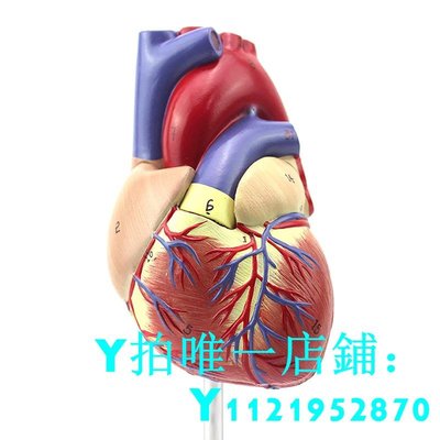 新品學教學人體心臟模型可拆卸冠狀動脈心血管血液循環解剖器官玩具滿額免運