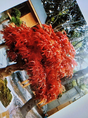 特殊的日本紅楓樹名字叫做獅子頭，高約65公分優惠郵局嘉里免運好種植喜歡全日照潮濕的環境，葉子很特別一團一團捲捲的像獅子頭