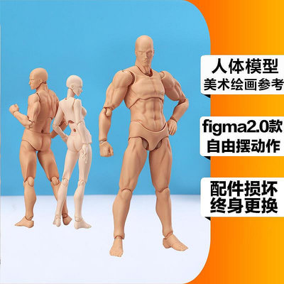 figma素體美術人體模型玩具日本人偶關節可動成人繪畫肌肉shf素體