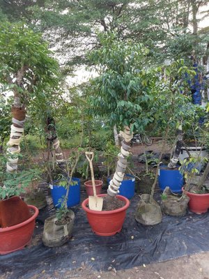 羅漢門園藝    出售沉香樹  6-8年 直徑15cm以上    沒結香的九千   結香的兩萬