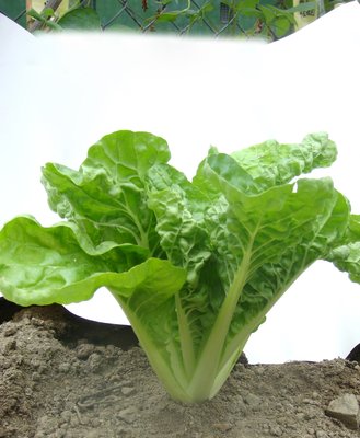 【大包裝蔬菜種子L289】黑松青葉白菜~週年均可栽培。因其纖維少，柔嫩細緻，口感食味甚好，很受消費者之喜好。