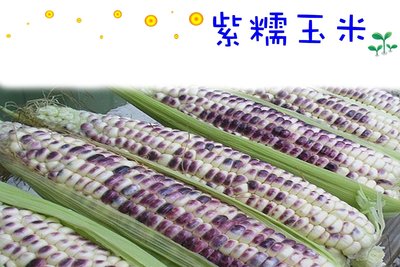 紫糯玉米 質地柔糯 非基改食品 種子區