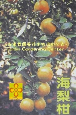 ╭☆東霖園藝☆╮柑橘類－水果苗(海梨柑)海梨--