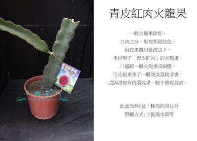 心栽花坊-青皮青龍紅肉火龍果/青龍紅肉/5吋/火龍果品種/水果苗/售價360特價300