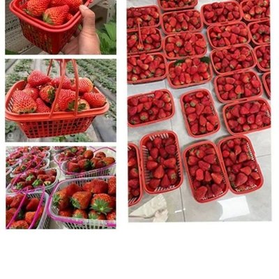 包郵草莓籃楊梅籃紅色塑料籃子采摘筐2-5斤手提水果籃櫻桃籃批發~特價