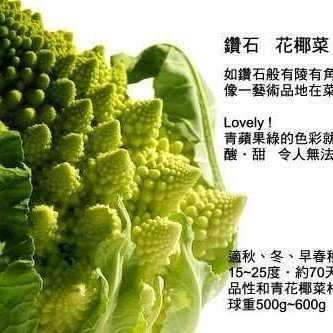 全舘滿790免運 鑽石花椰菜種子 羅馬花椰菜cavolfiore Romano 約粒進口 熊森活 Yahoo奇摩拍賣