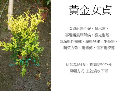 心栽花坊-黃金女貞/6吋/綠化植物/觀葉植物/售價160特價140