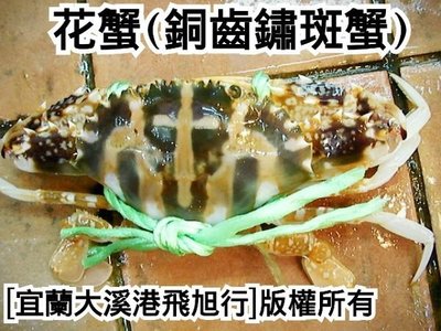 花蟹(銅齒鏽斑蟹)