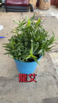 心心花園 ❤龍艾 5吋盆 ❤香草植物 ~生長力旺盛唷~