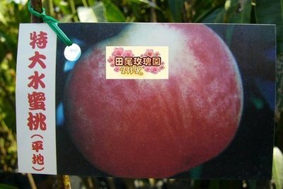 ╭＊田尾玫瑰園＊╯水果苗--(特大平地水蜜桃)--市售最熱門品種
