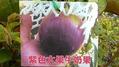 花花世界_水果苗--紫色大果牛奶果--星蘋果/3.5吋盆/高30-45公分/Ts