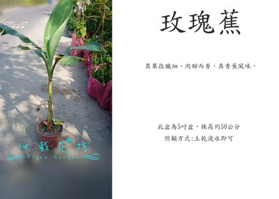 心栽花坊-玫瑰蕉/超取會裁切/5吋/香蕉/水果苗售價250特價200
