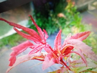 特殊少見的日本品種無接枝大樹型漂亮造型名字叫紅羽衣，鮮豔紅色的楓樹葉子長得像羽毛，小品盆栽4800元郵局免運只有1盆好種