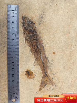 年年有魚化石吉南魚化石