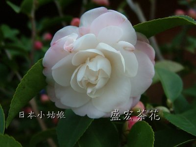 【盛宏茶花】茶花品種︱7吋盆原棵茶花︱日本小姑娘(花朵芳香)