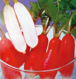 泡菜小型紅色蘿蔔 【蘿蔔類種子】 每包約100粒 可做泡菜及菜脯
