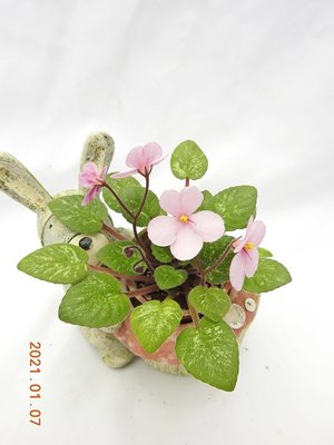 堤緣花語陶-淨化室內空氣植物-非洲紫羅蘭 Midget lillian