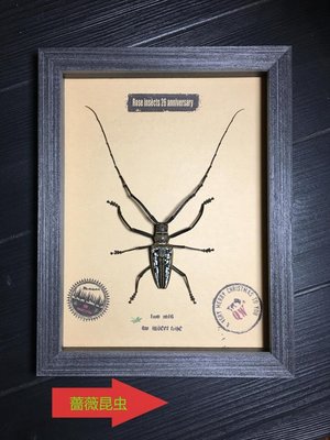 【熱賣精選】昆蟲記巴布亞原始雨林驚人的白紋大天牛甲殼蟲標本珍藏