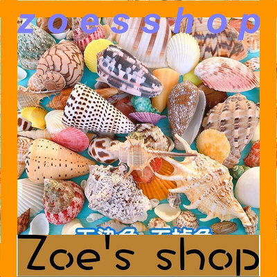 zoe-天然貝殼海螺海星魚缸造景手工diy打孔漂流瓶裝飾卷貝魚寄居蟹殼