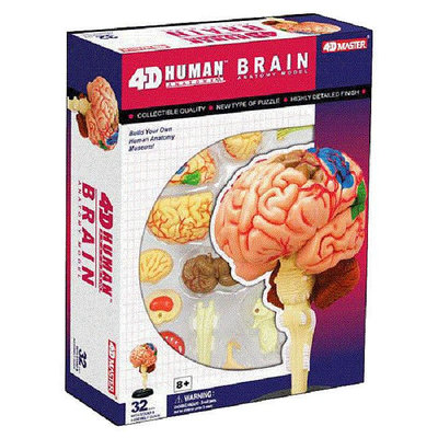 4D MASTER 立體拼組模型人體解剖教學系列-大腦 626008