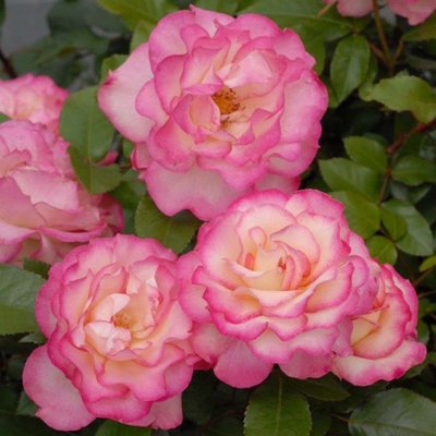 日本芳香歐月月季花苗 薔薇庭院盆栽綠植花卉 灌木月季擴張性植物四季開花2入/7吋盆