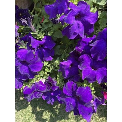 ↖      歐洲矮牽牛    藍紫  (種子)　可吊盆或盆植↗ 特價 種子