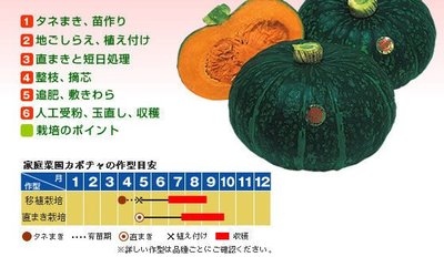 【媽咪蔬果園】、日本栗坊    栗子南瓜　種子