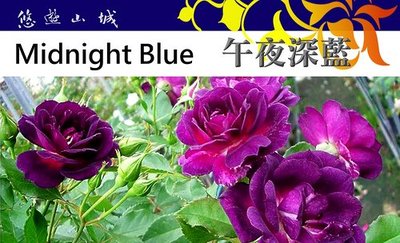 午夜深藍 Midnight Blue。悠遊山城(創始店)5-6吋盆玫瑰~特價350