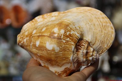 促銷打折 大號耳朵螺 花紋漂亮 天然大貝殼聽海風的聲音地中海天然貝殼海螺~