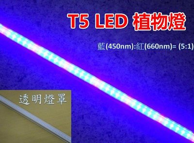 ♥遠見LED♥LED T5 植物燈 2尺 藍:紅=5:1 110V LED植物燈 植物燈 藍紅光 附開關電源線 日光燈管
