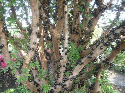 ╭☆東霖園藝☆╮超優質樹種( 嘉寶果)樹葡萄 4寸/70-80公分上下