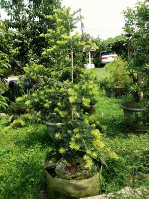 翡翠油杉 （目測不含美植袋高度160~170cm） 頭徑約5cm