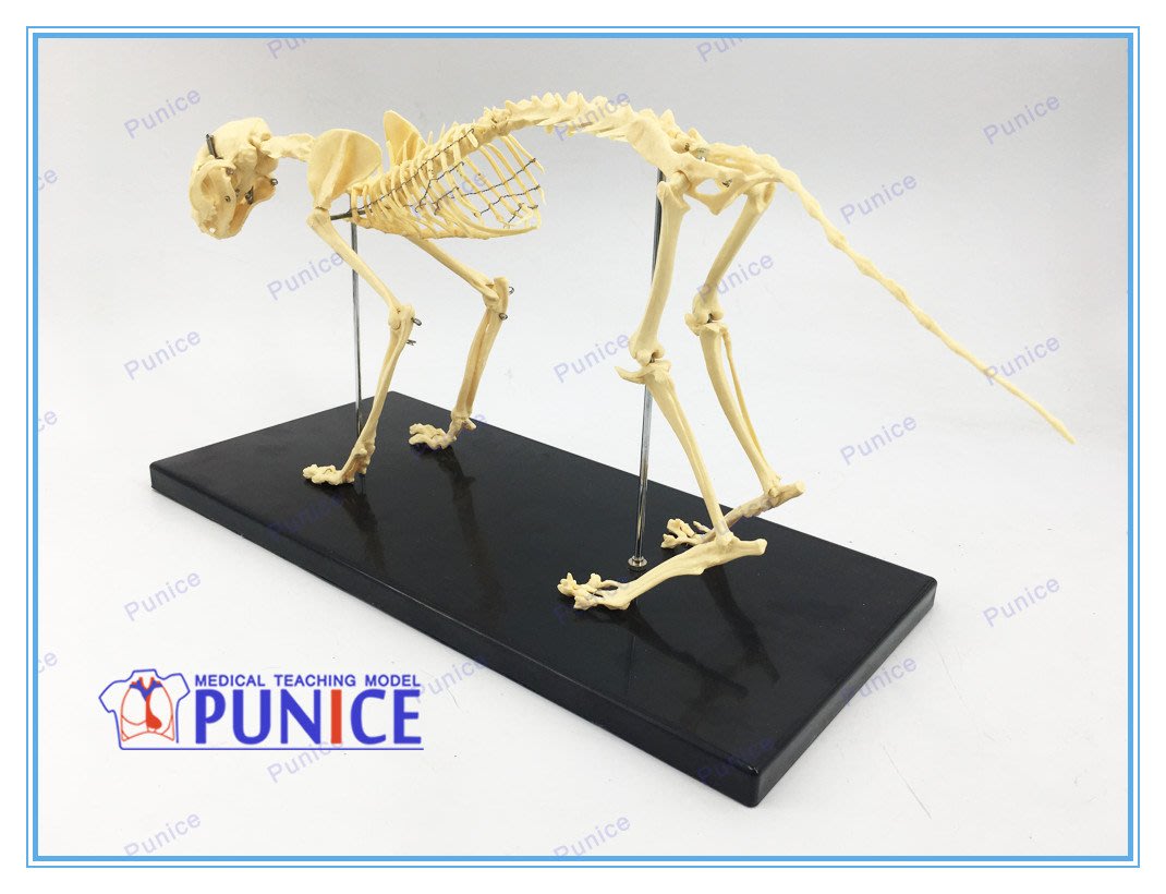 印刷可能 犬骨模型 ただかわいい犬