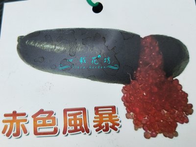 心栽花坊-赤色風暴手指檸檬/嫁接苗/檸檬/售價900特價700