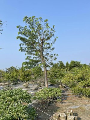 《榮恩園藝》大型花旗木已開過花，高度6米，樹幅寬度3-5米，兩棵3萬，吊車來可直接上車