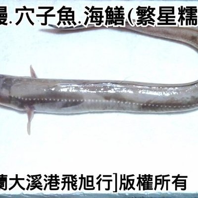 星鰻 穴子魚 海鱔 繁星糯鰻 Yahoo奇摩拍賣