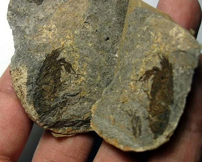 化石，對蝦化石，對開蝦化石(6cm49g)，馬達加斯加，AF1515GFy