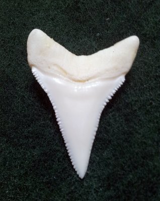(New 大白鯊嘴牙) 3.7公分真正大白鯊(下鍔)鯊魚牙..無刮痕無缺齒. A標本級. 稀有! #39.372908